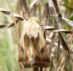 Heliothis scutuligera